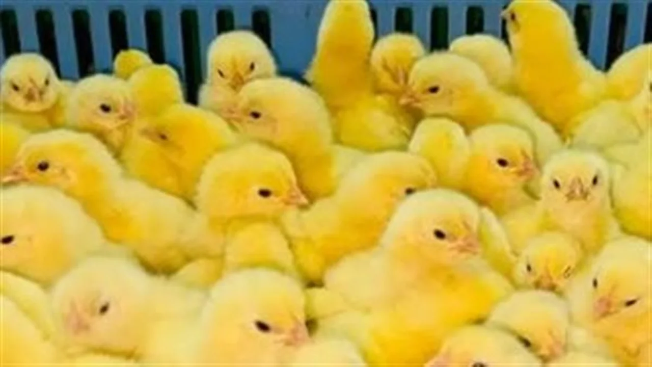 تقلبات أسعار الكتاكيت.. تأثير تكاليف الأعلاف والطلب المحلي على الأسواق الحالية